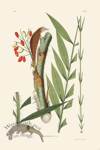 Rodrigues Palm Front 056